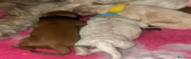 Cavapoochon 4
