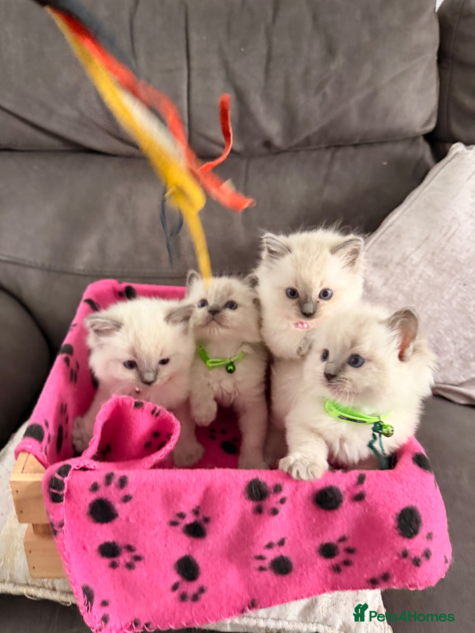 Ragdoll cats 🐾💕 Beautiful Ragdoll Kittens for SAle🐾💙 - Advert 1