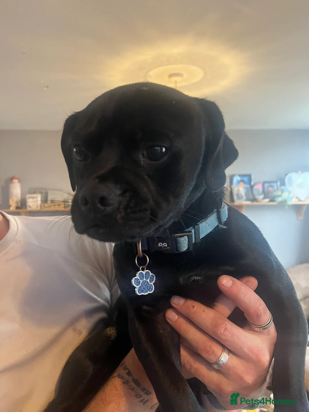 Mixed Breed dogs for sale: Pug x dachshund puppies for sale  - Advert 2