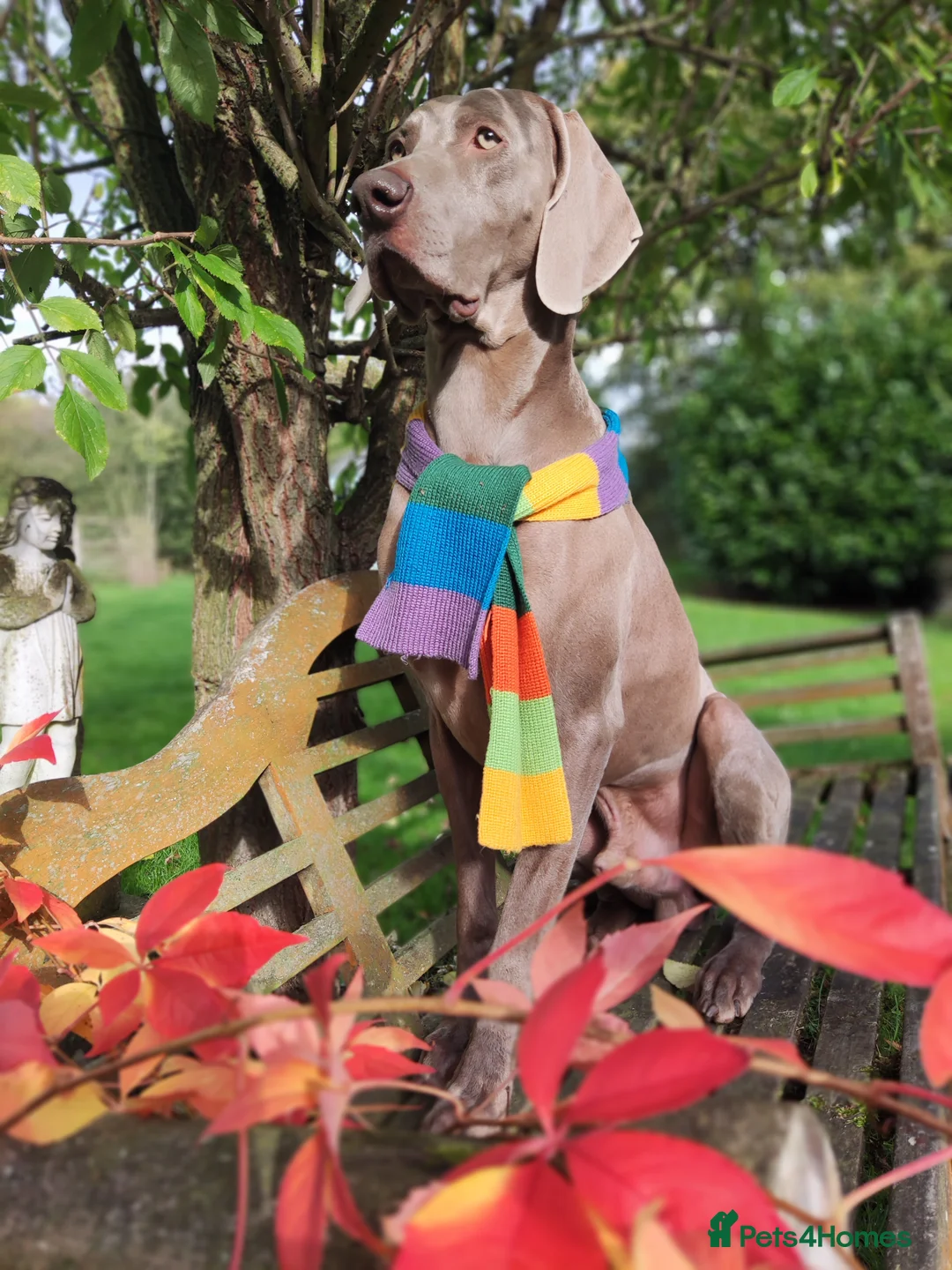 Weimaraner dogs for stud: 🌟Superb🌟Proven🌟Hip Scored🌟KC in Woodbridge - Advert 2