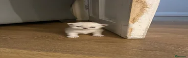 Persian 2
