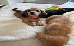 Miniature Dachshund dogs for sale: REDUCED!! Only one long hair miniature girl left!  in Sudbury - Image 8