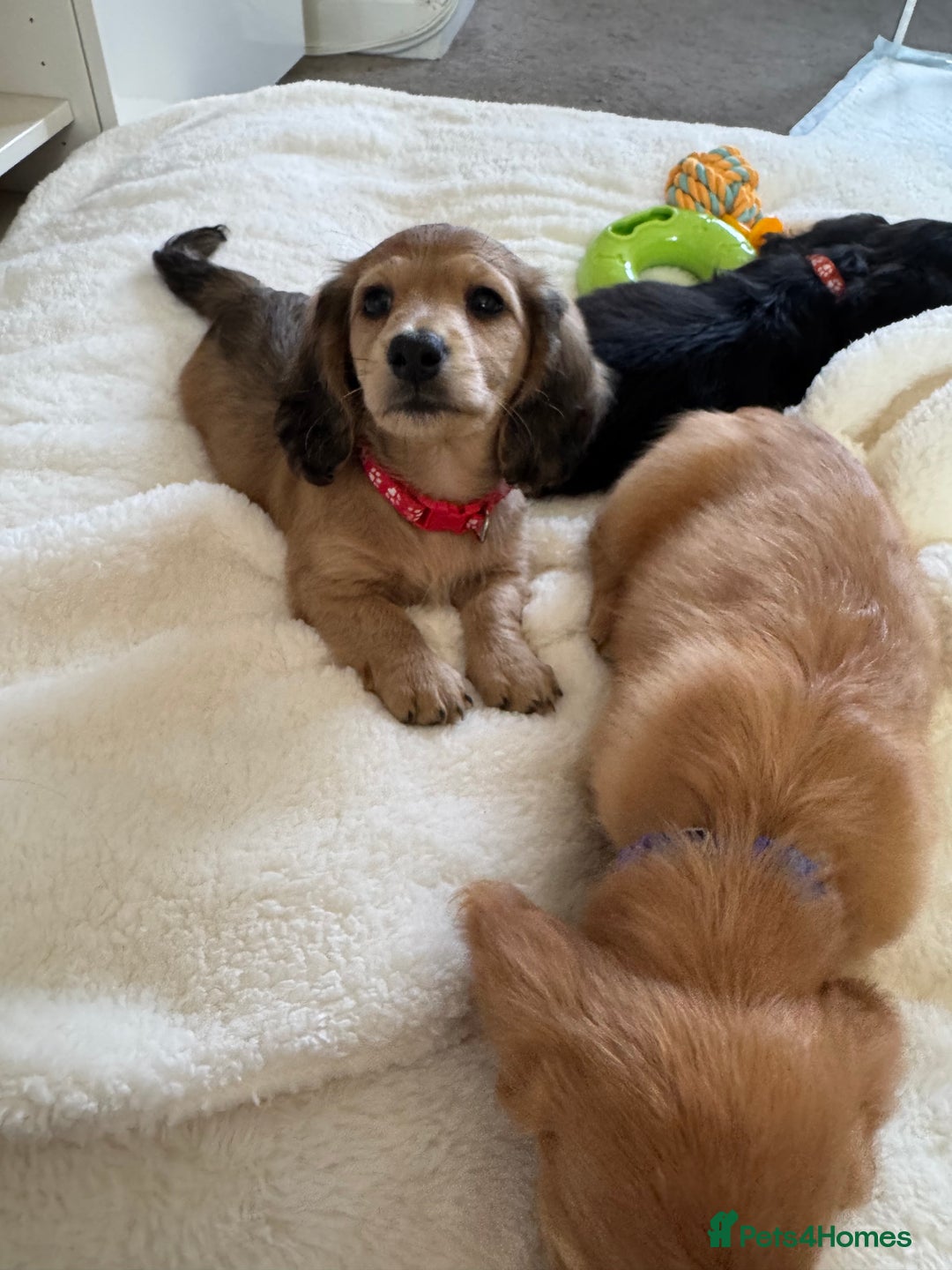 Miniature Dachshund dogs for sale: REDUCED!! Only one long hair miniature girl left!  in Sudbury - Image 8