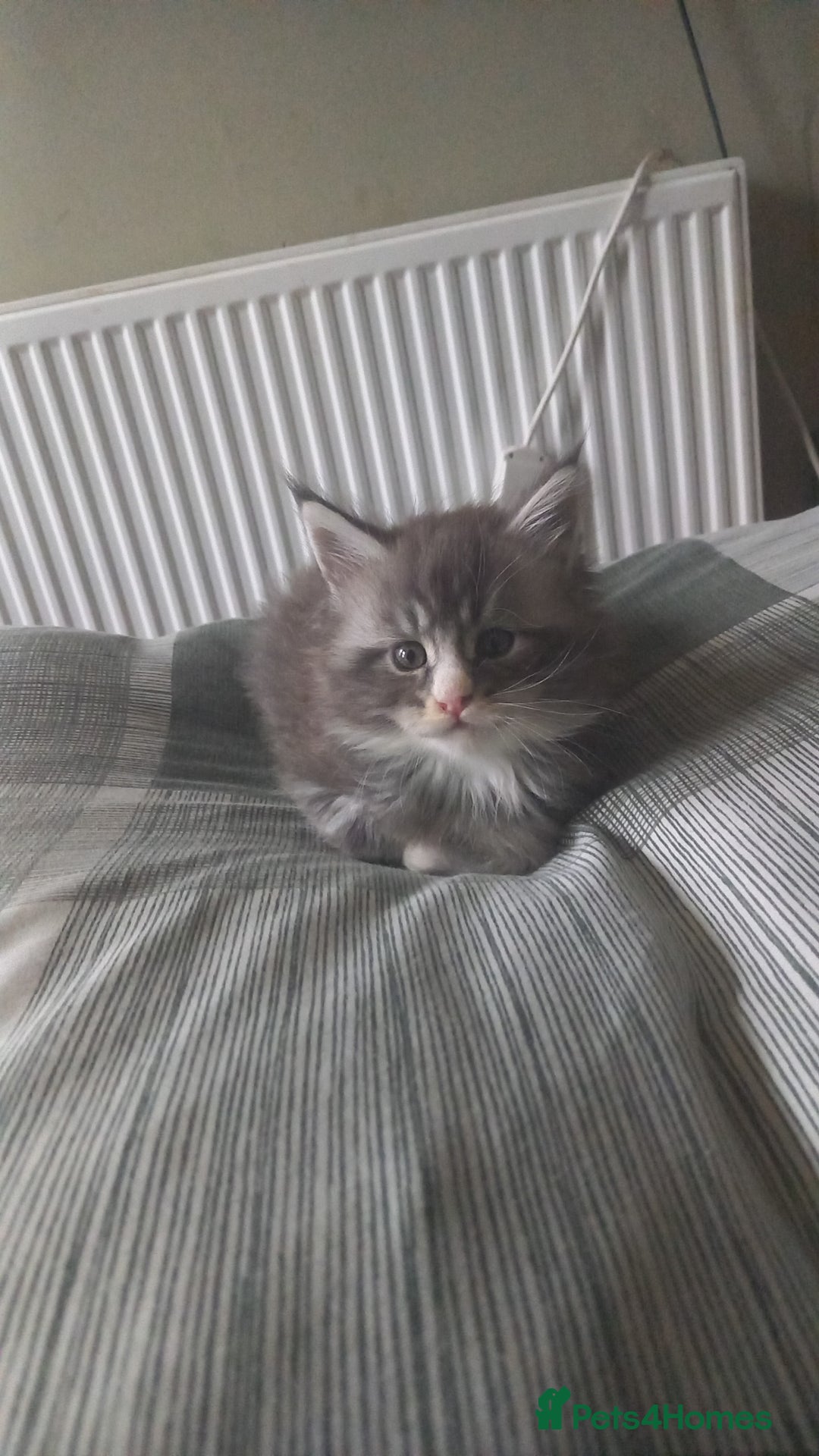 Maine Coon cats for sale: Full maincoon  - Advert 5