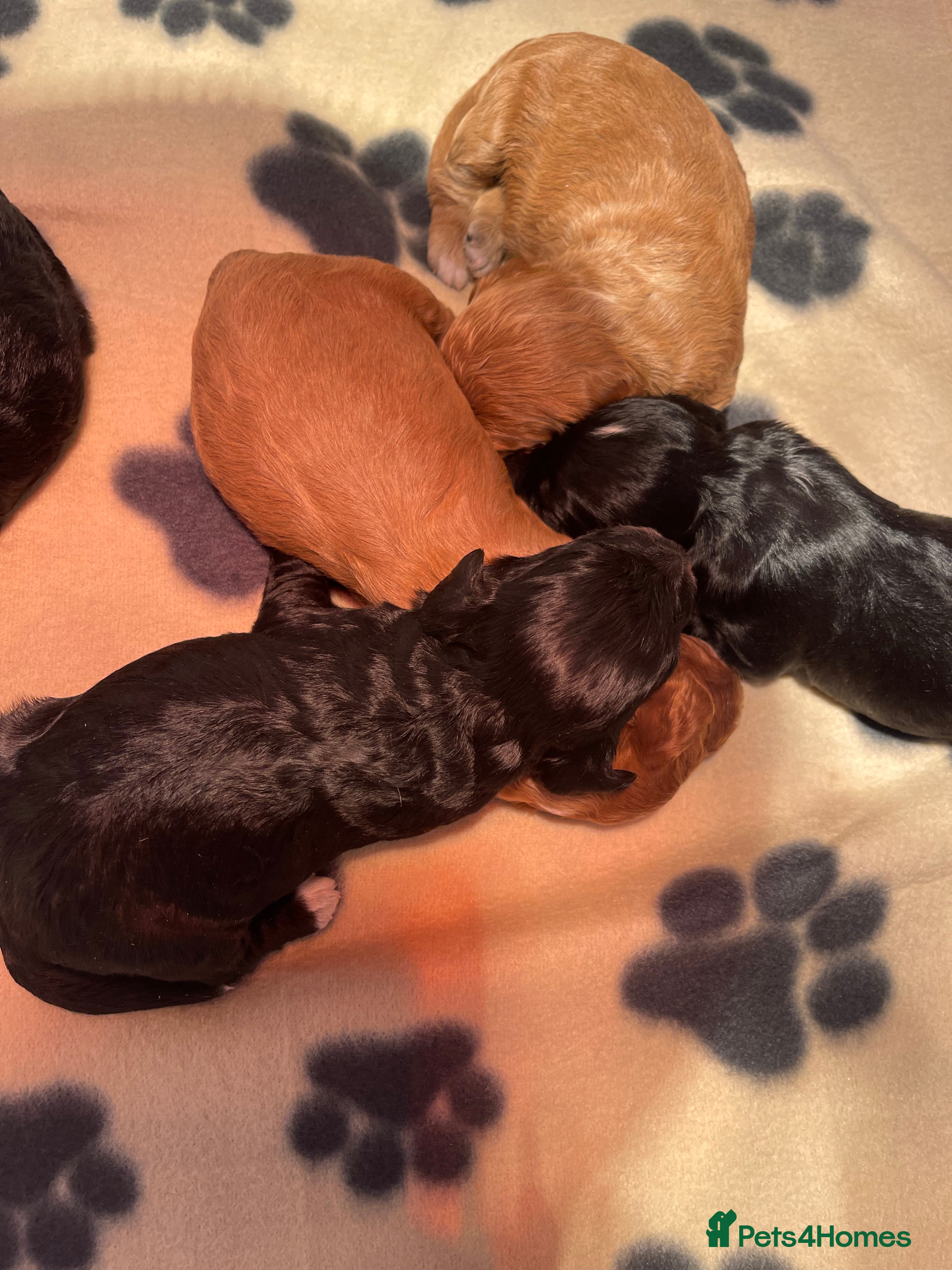 Cockapoo dogs Cockapoo health tested KC parents  - Advert 11