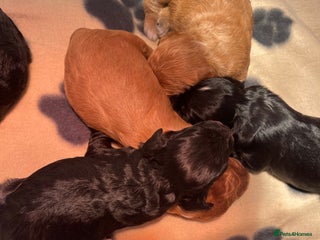 Cockapoo dogs Cockapoo health tested KC parents - Advert 10