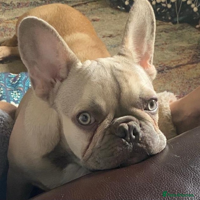 French Bulldog dogs Handsome Harley -Frenchie - Advert 1