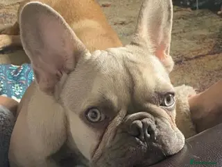 French Bulldog dogs Handsome Harley -Frenchie - Advert 1