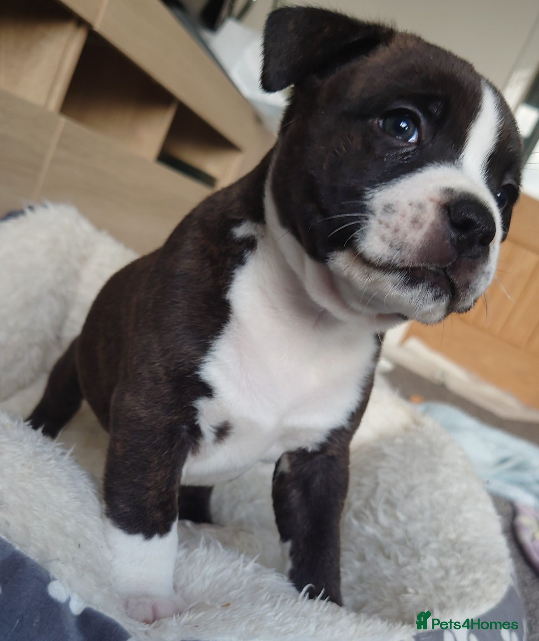 Staffordshire Bull Terrier dogs 6x full breed KC Staffordshire bull terrier pups - Advert 4