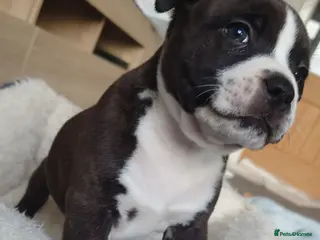 Staffordshire Bull Terrier dogs 6x full breed KC Staffordshire bull terrier pups - Advert 4