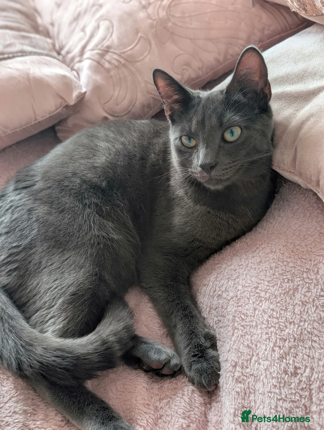 Mixed Breed cats for sale: Heartbreakingly Reluctant Sale -Beautiful Brothers - Advert 6