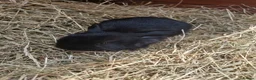 Mini Lop rabbits for sale: **mini lops ready now ** - Advert 7
