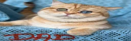 British Shorthair cats for sale: British Sh golden odd /blue eyed kittens GCCF  - Advert 22