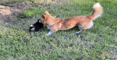 Welsh Corgi Pembroke dogs - Advert 2