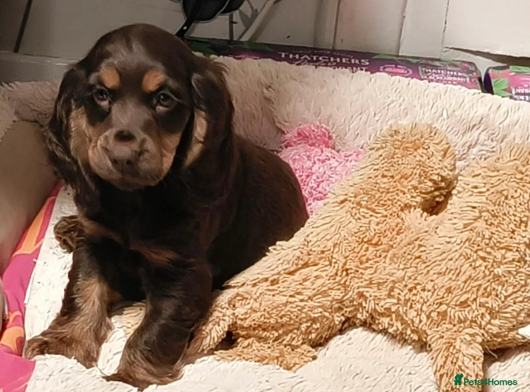 Cocker Spaniel dogs for sale: One male and 1 female show cocker spaniel pup - Advert 12