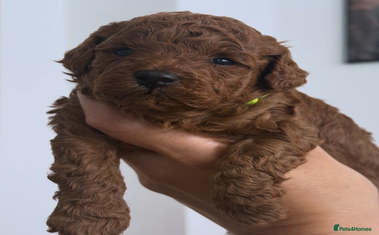 Toy Poodle dogs - Advert 16