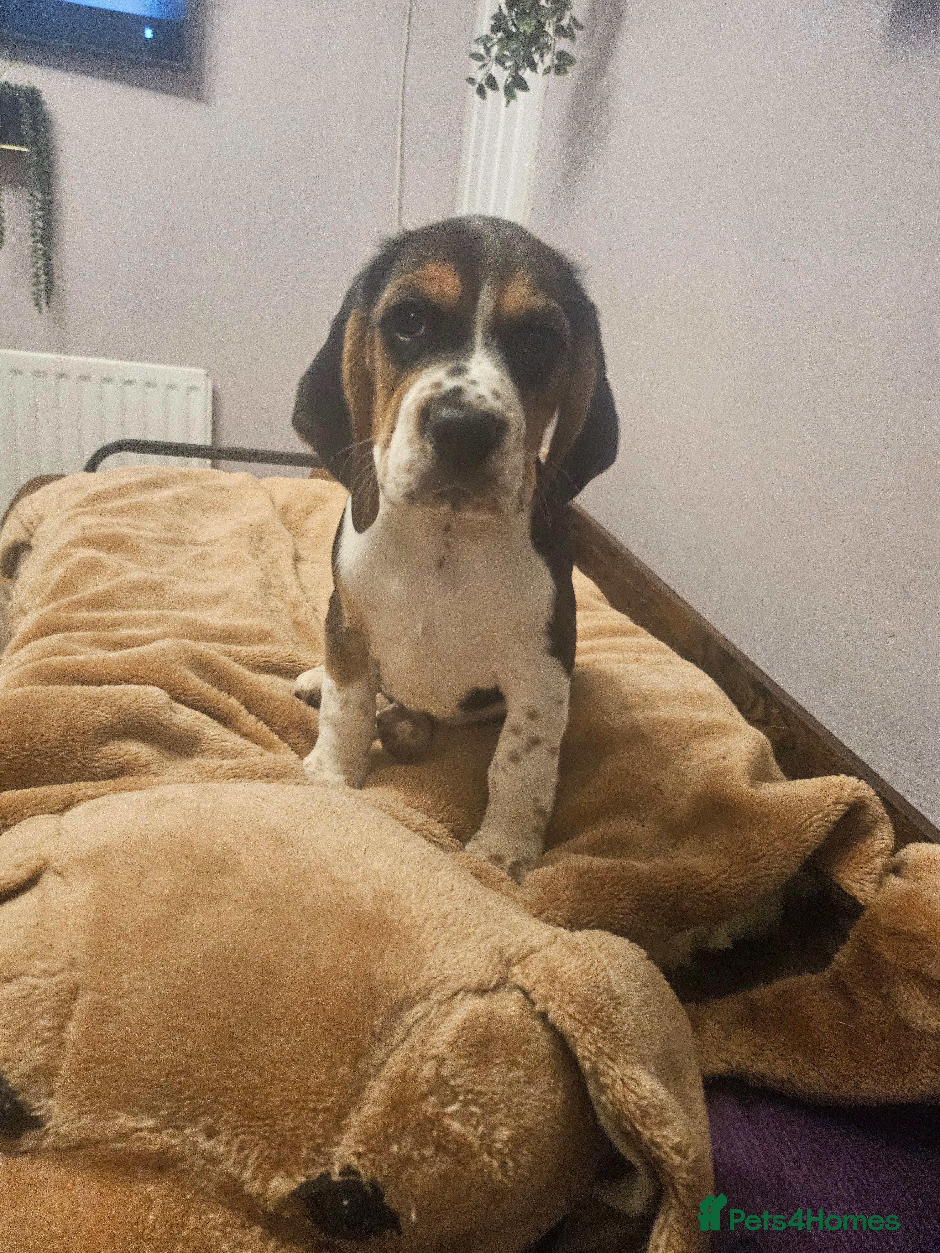 Bocker dogs Beagle cross with cooker spaniel  - Advert 10