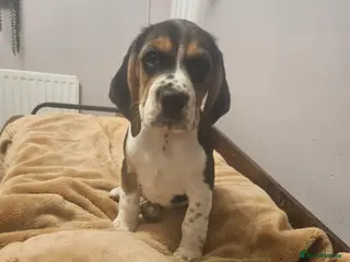 Bocker dogs Beagle cross with cooker spaniel - Advert 10