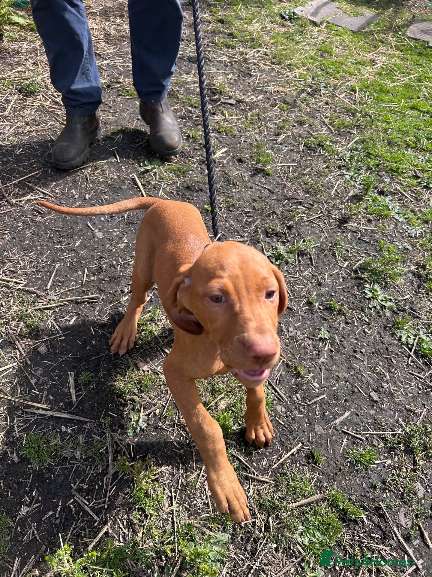 Hungarian Vizsla dogs LAST 3 HUNGARIAN VISZLA PUPS - Advert 1