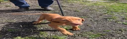 Hungarian Vizsla dogs for sale: Hungarian viszla LAST BOY  - Advert 7