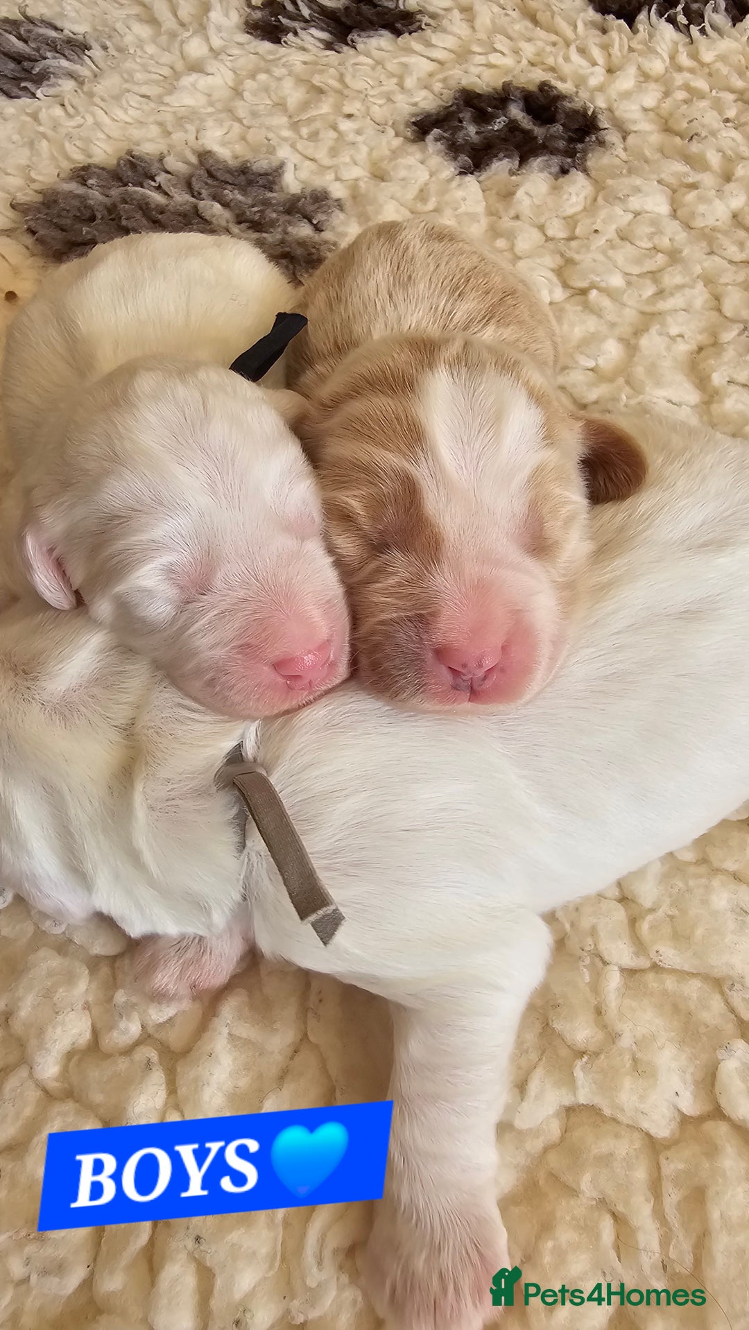 Australian Labradoodle dogs for sale: STUNNING FULLY HEALTH TESTED PUPPIES 🌟🐾 - Image 16
