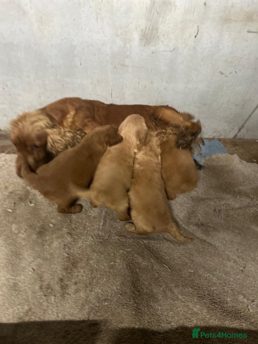 Cockapoo dogs for sale: Beautiful cockapoo puppies  - Advert 6