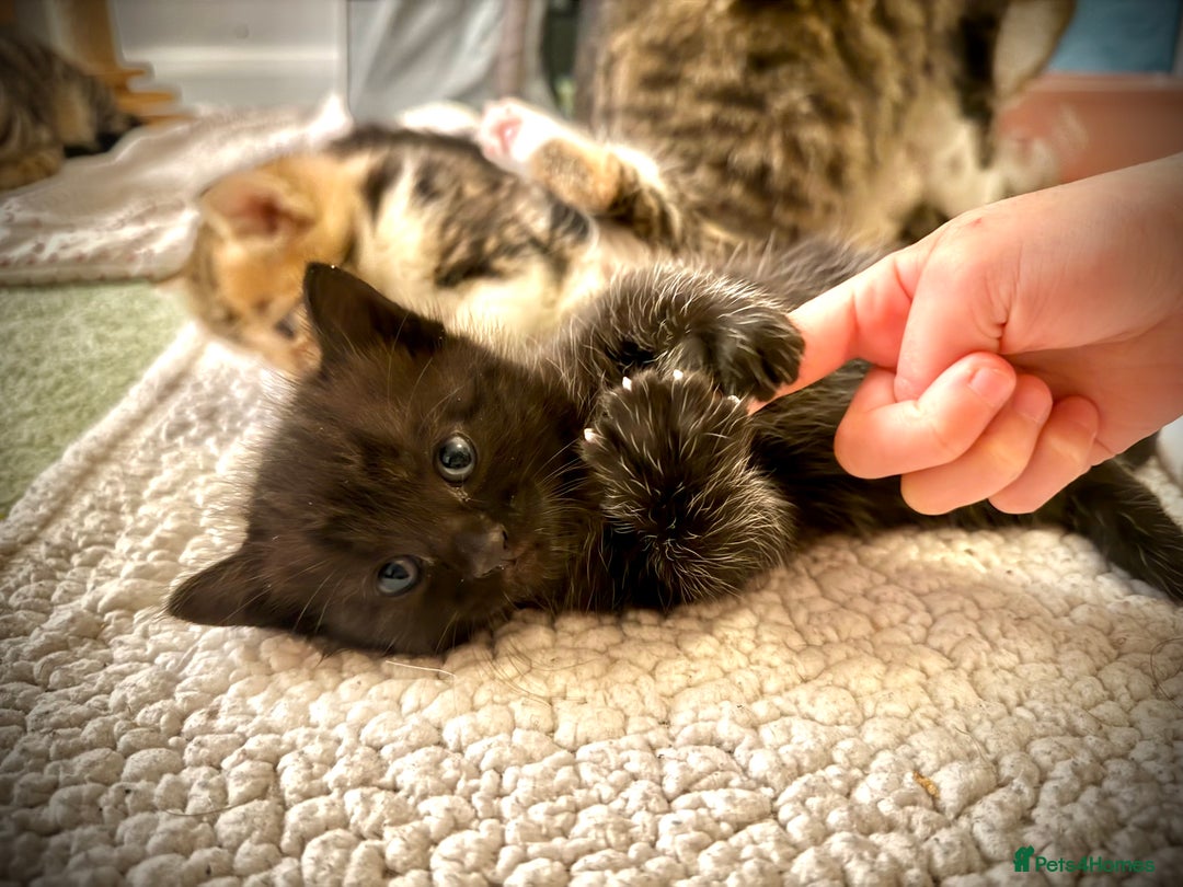 Ragdoll cats for sale: ✨ Exquisite Ragdoll-Bengal Baby Kittens ✨ - Advert 18