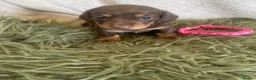 Dachshund dogs for sale: STUNNING Dachshund puppies - Advert 11