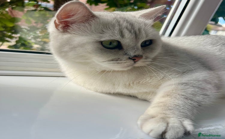 British Shorthair cats British Shorthair.GCCF - Advert 5