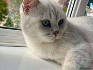 British Shorthair cats British Shorthair.GCCF - Advert 6