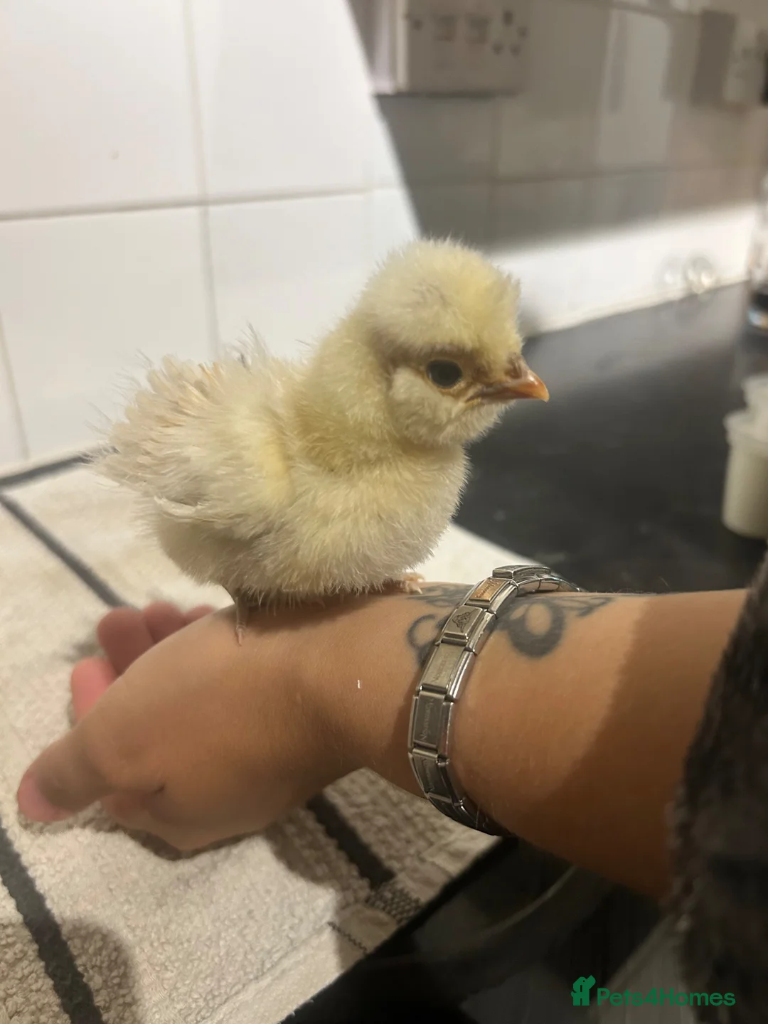 Chickens poultry for sale: Polish chicks Available  in Leicester - Advert 2