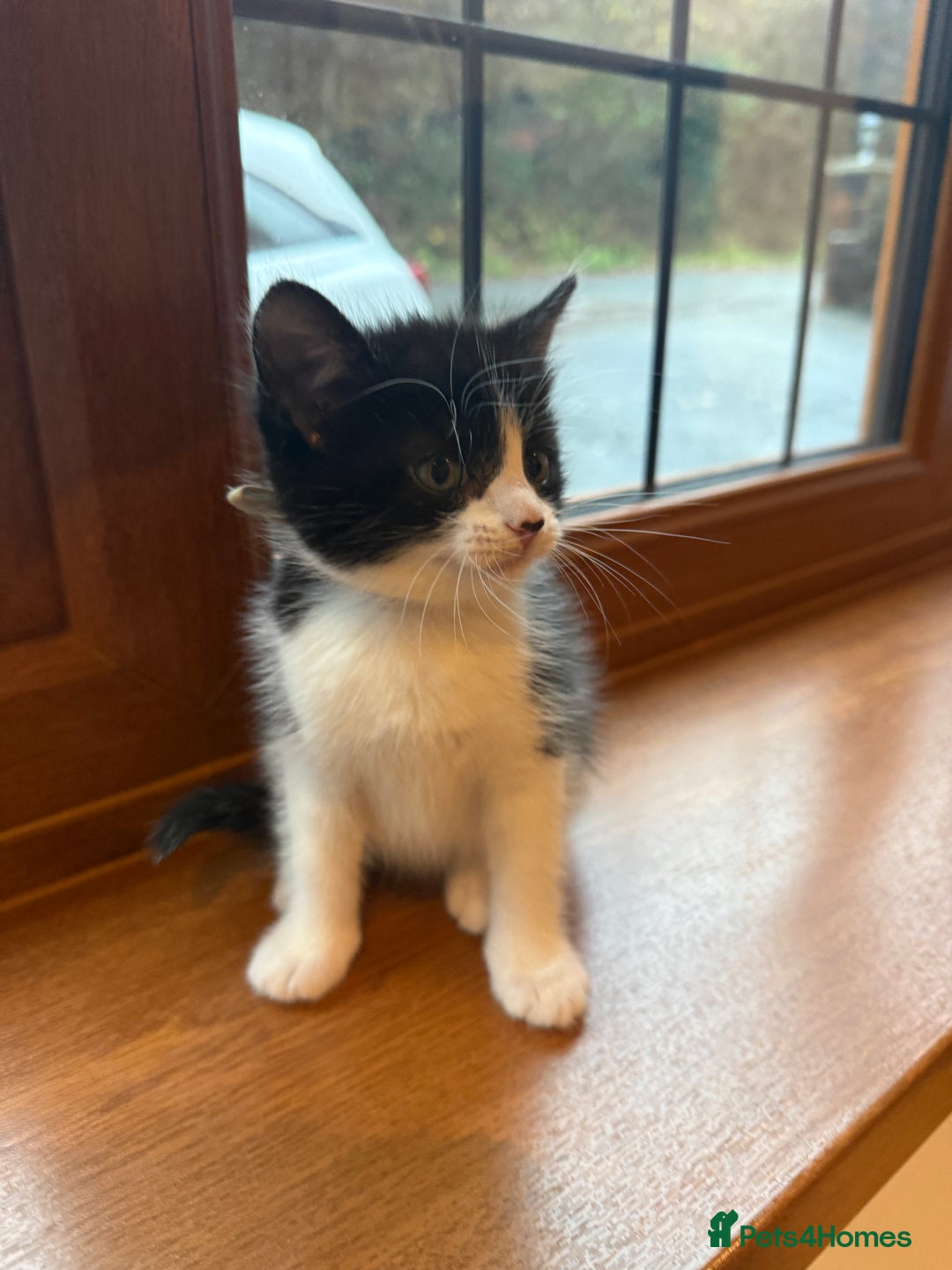 Mixed Breed cats for sale: 3 beautiful tuxedo kittens for sale  - Advert 2
