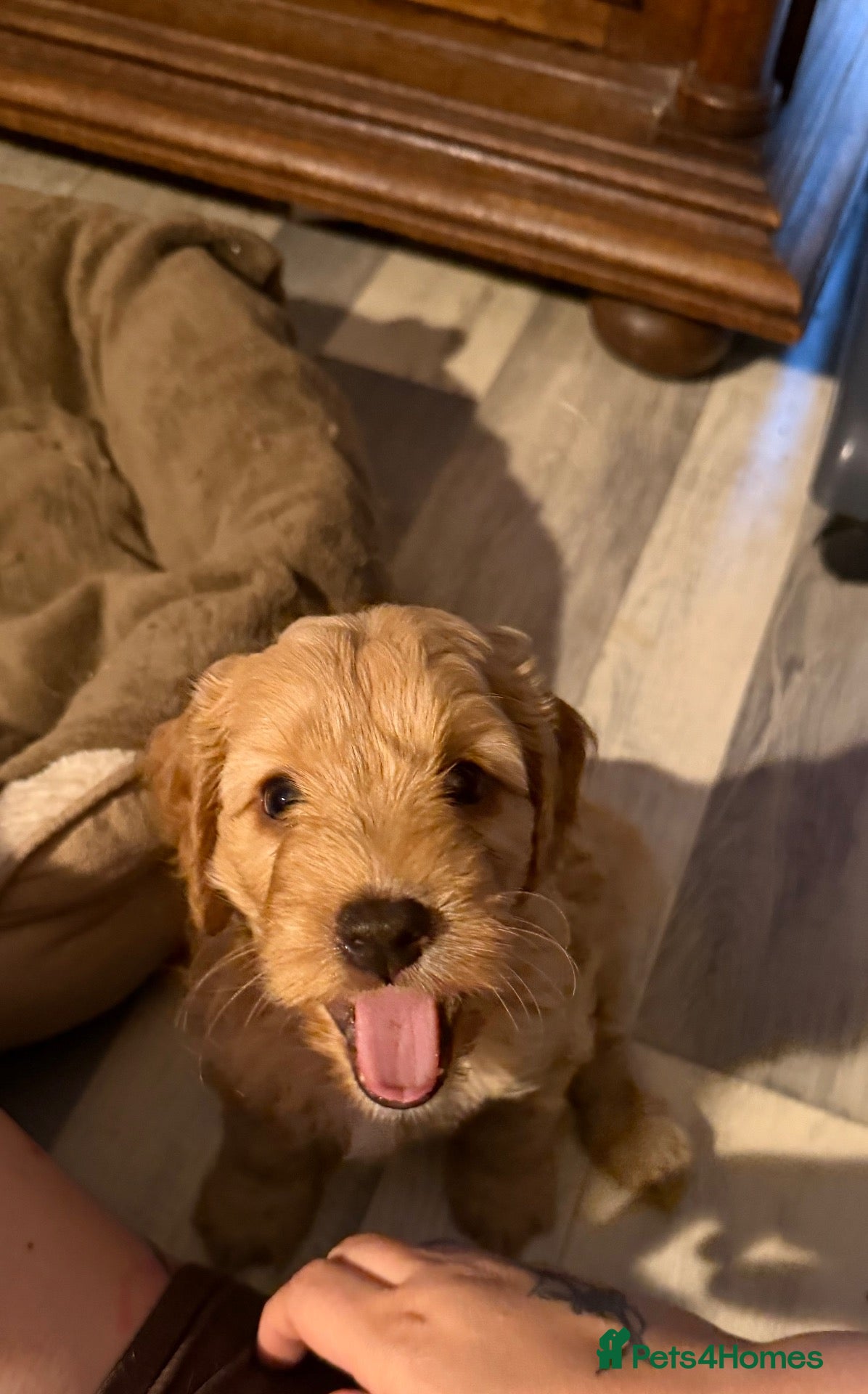 Mixed Breed dogs Cockalierpoos, only 2 boys left!! - Advert 2