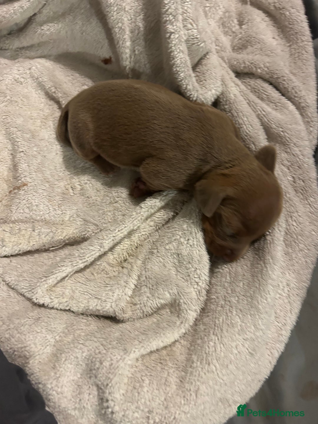 Dachshund dogs for sale: Mini daushound pups 3 available 2 boys and 1 girl - Advert 3