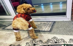 Toy Poodle dogs for stud: RED TOY POODLE KC REGISTERED PROVEN STUD in Derby - Image 20