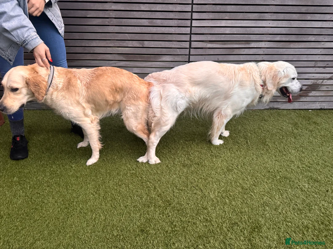 Golden Retriever dogs for sale: KC Champion Line Golden Retriever puppies💗💙 - Advert 13