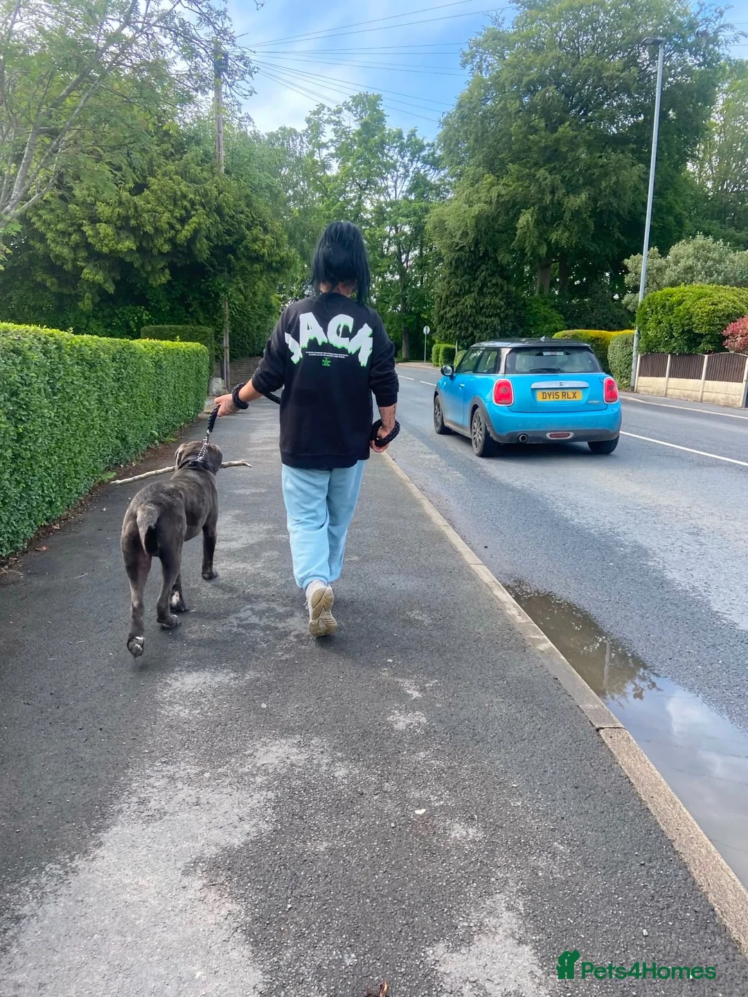 Cane Corso dogs for sale: Male 2 years old Cane Corso  - Advert 2