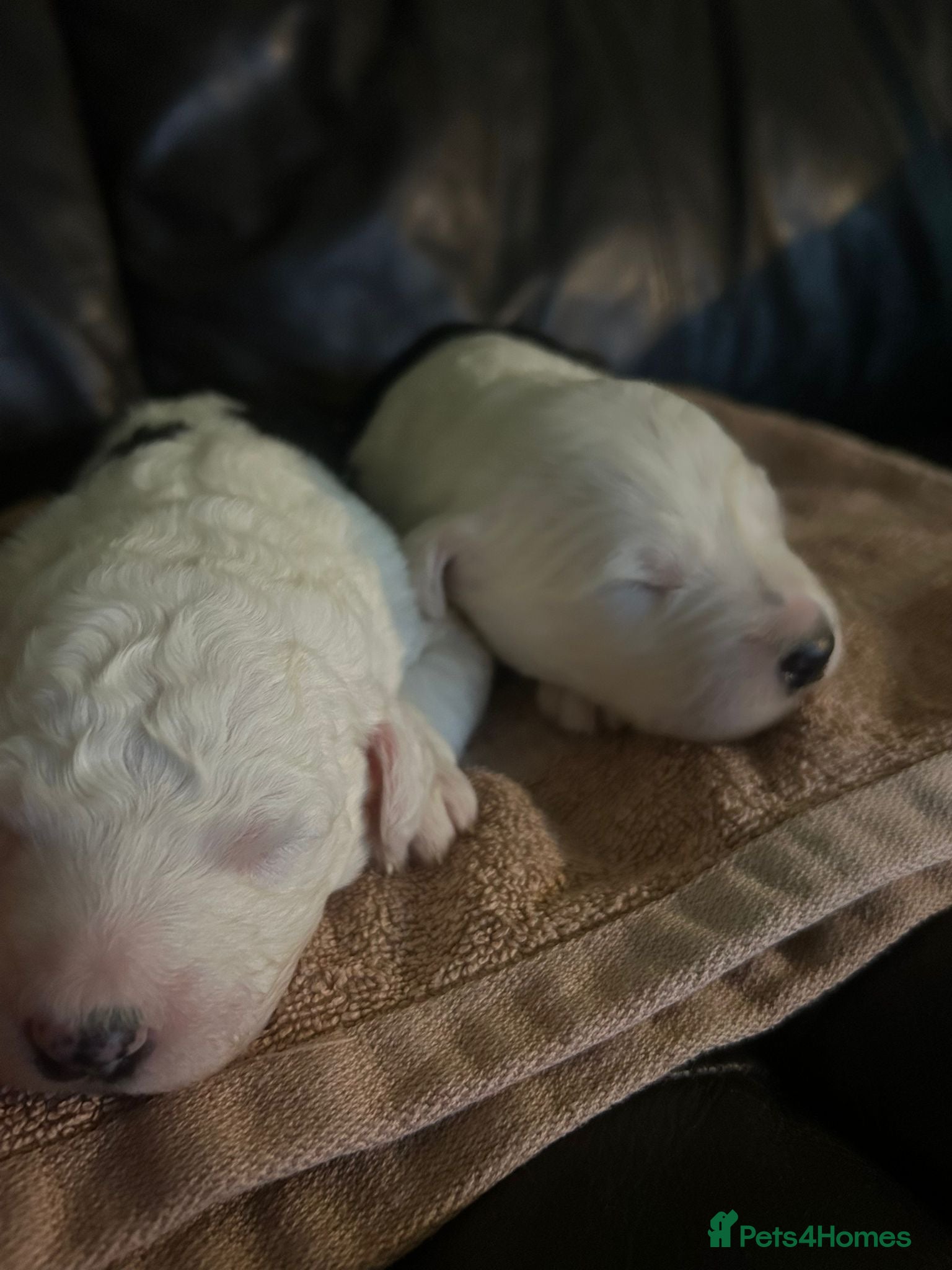 Old English Sheepdog dogs Kc Registered Old English Sheepdogs  - Advert 4