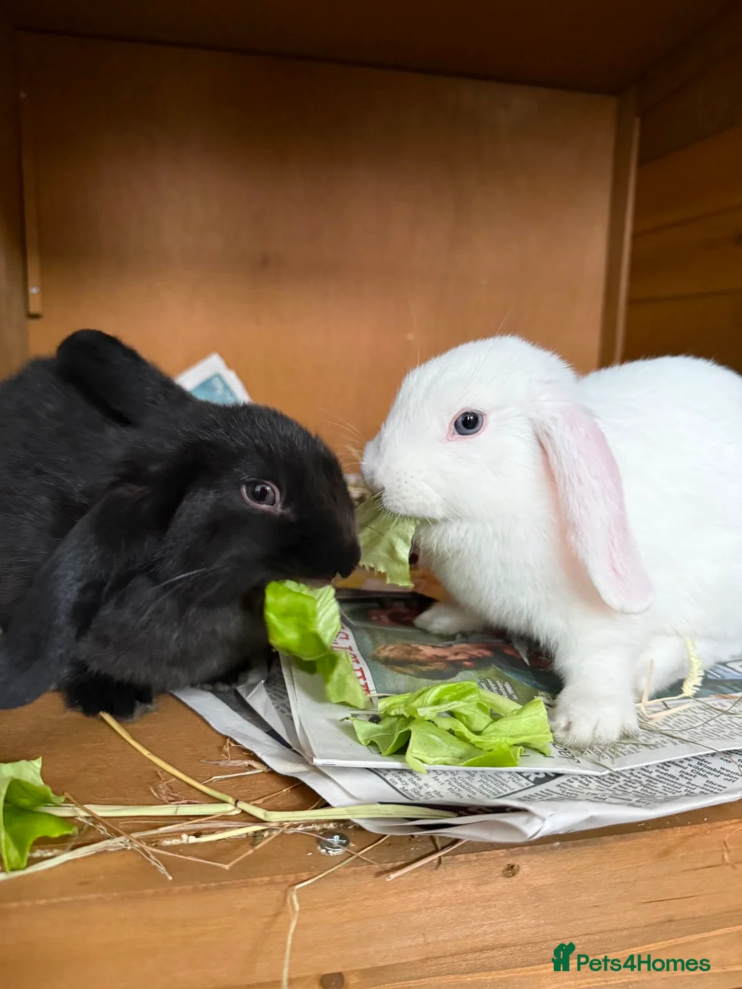 Mixed Breed rabbits for sale: Mixed Breed Rabbits for Sale in Cannock - Advert 1