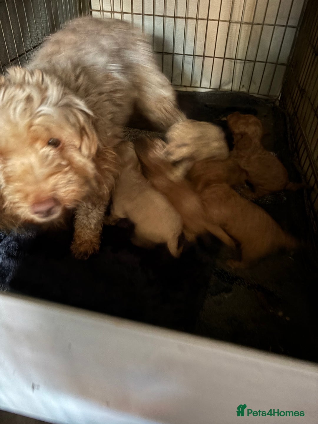 Cockapoo dogs for sale: F1B cockapoo   - Image 7