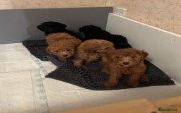 Miniature Poodle dogs for sale: Mini poodle puppy - Advert 6