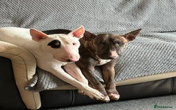 English Bull Terrier dogs for sale: !!! ENGLISH BULL TERRIER !!! - Image 2