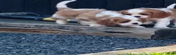 Cavalier King Charles Spaniel dogs for sale: Gorgeous KC Cavaliers from Health Tested Parents  - Advert 20