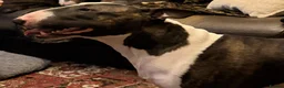 Bull Terrier dogs for stud: English bull terrier Crufts Qualifier  - Advert 6