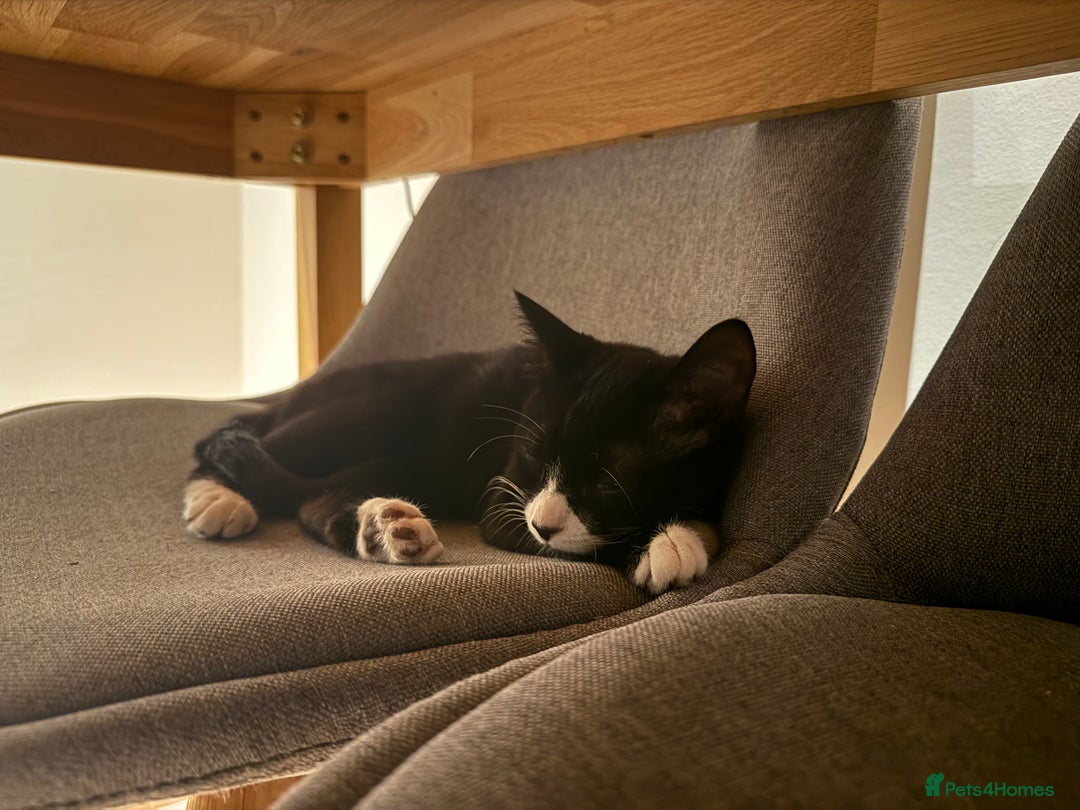 Mixed Breed cats for sale: 2 rescued kittens need a loving home!  - Image 7