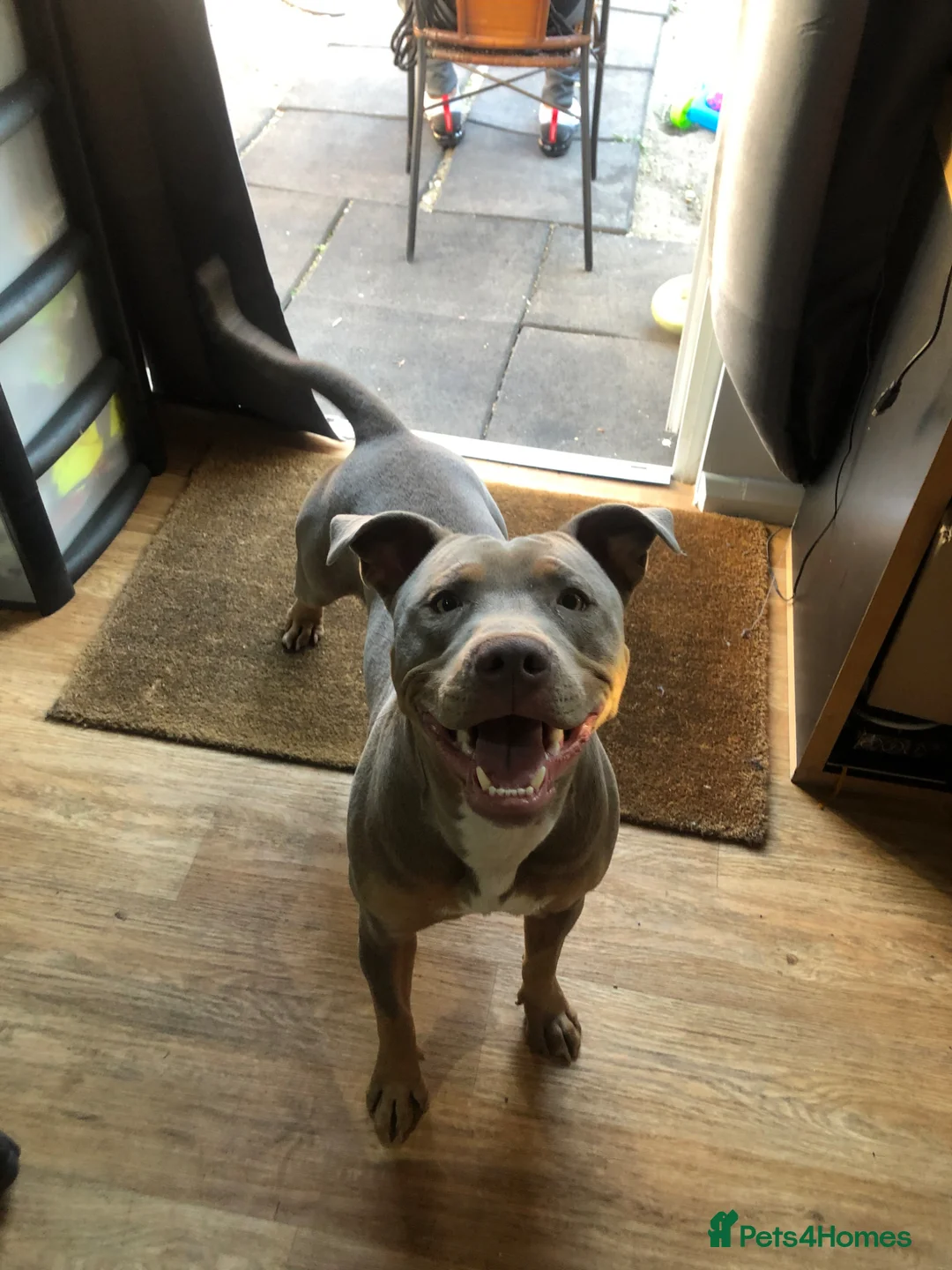 American Bull Staffy dogs for stud: Chance For Stud  - Advert 4