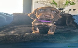 Cocker Spaniel dogs for sale: BEAUTIFUL LITTER OF TRICOLOURED COCKER SPANIELS  - Image 11