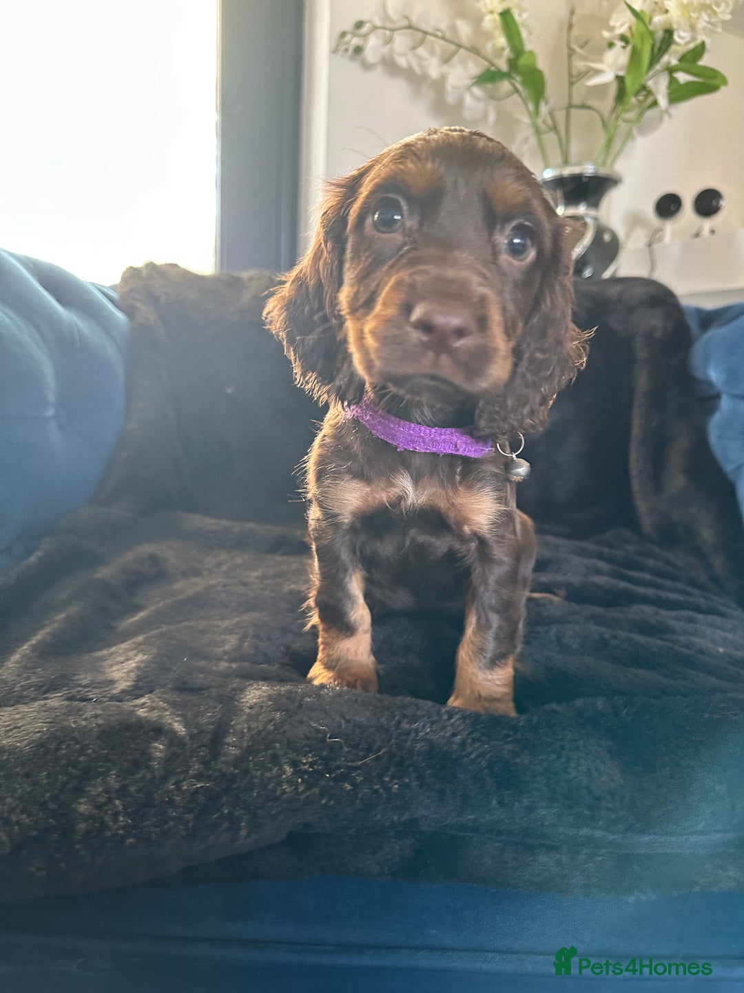 Cocker Spaniel dogs for sale: BEAUTIFUL LITTER OF TRICOLOURED COCKER SPANIELS  - Image 11