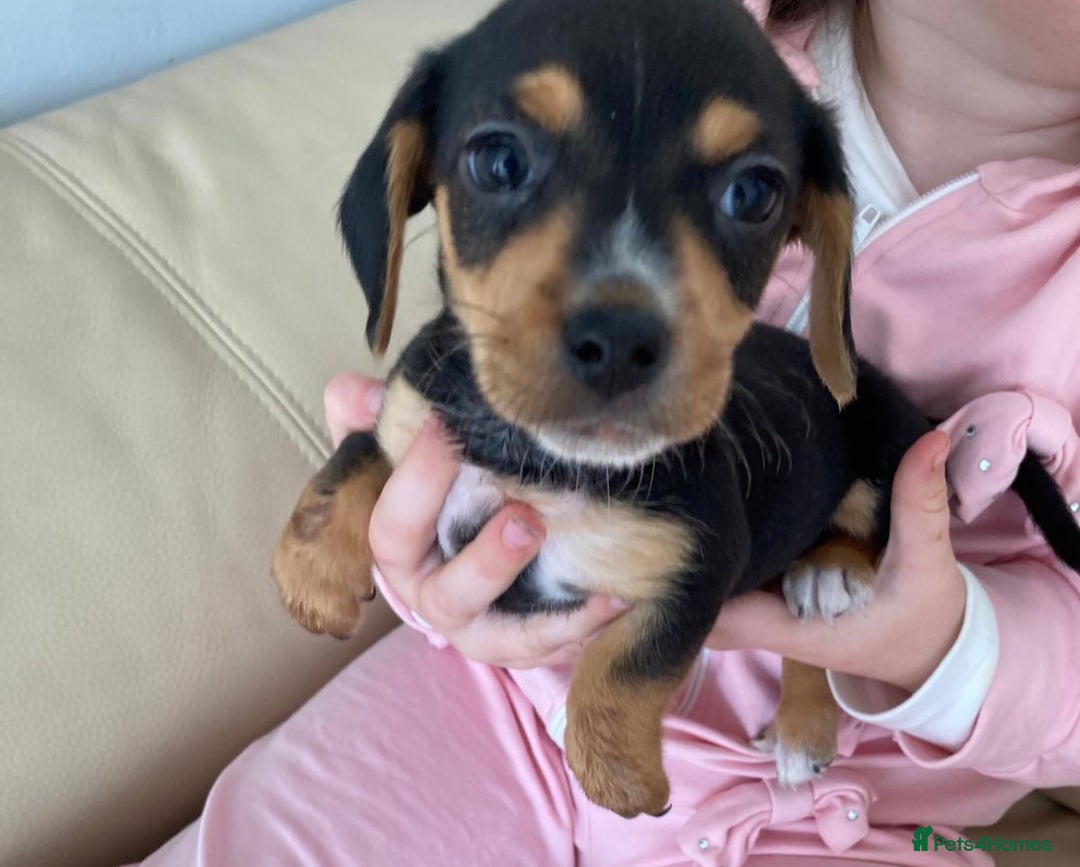 Mixed Breed dogs for sale: Mini Dachaund x mini Jack Russel  - Image 4