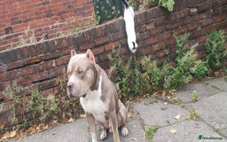Mixed Breed dogs for sale: Caine corso/ American bully 10 weeks - Advert 27